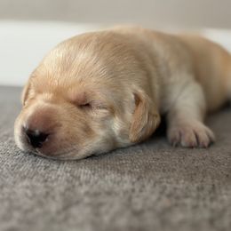 Girl 4 - Hazel (blue collar) - Labrador Retriever puppy from Front Range Labradors LLC