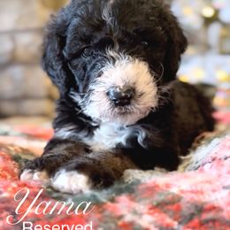 Addie - Tri-color female Bernedoodle puppy in Salina, Oklahoma from Hudson Shore Bernedoodles
