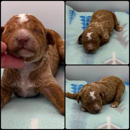Boy 1 - Red  male Poodle puppy in Wheatland, California from Sapphire Ridge Poodles