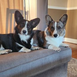 Cardigan Welsh Corgi puppies from Aspen Peak Corgis
