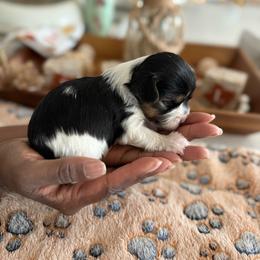 Tiny - Parti male Yorkshire Terrier puppy in Midland, Georgia from Shanequa's Yorkshire Terriers
