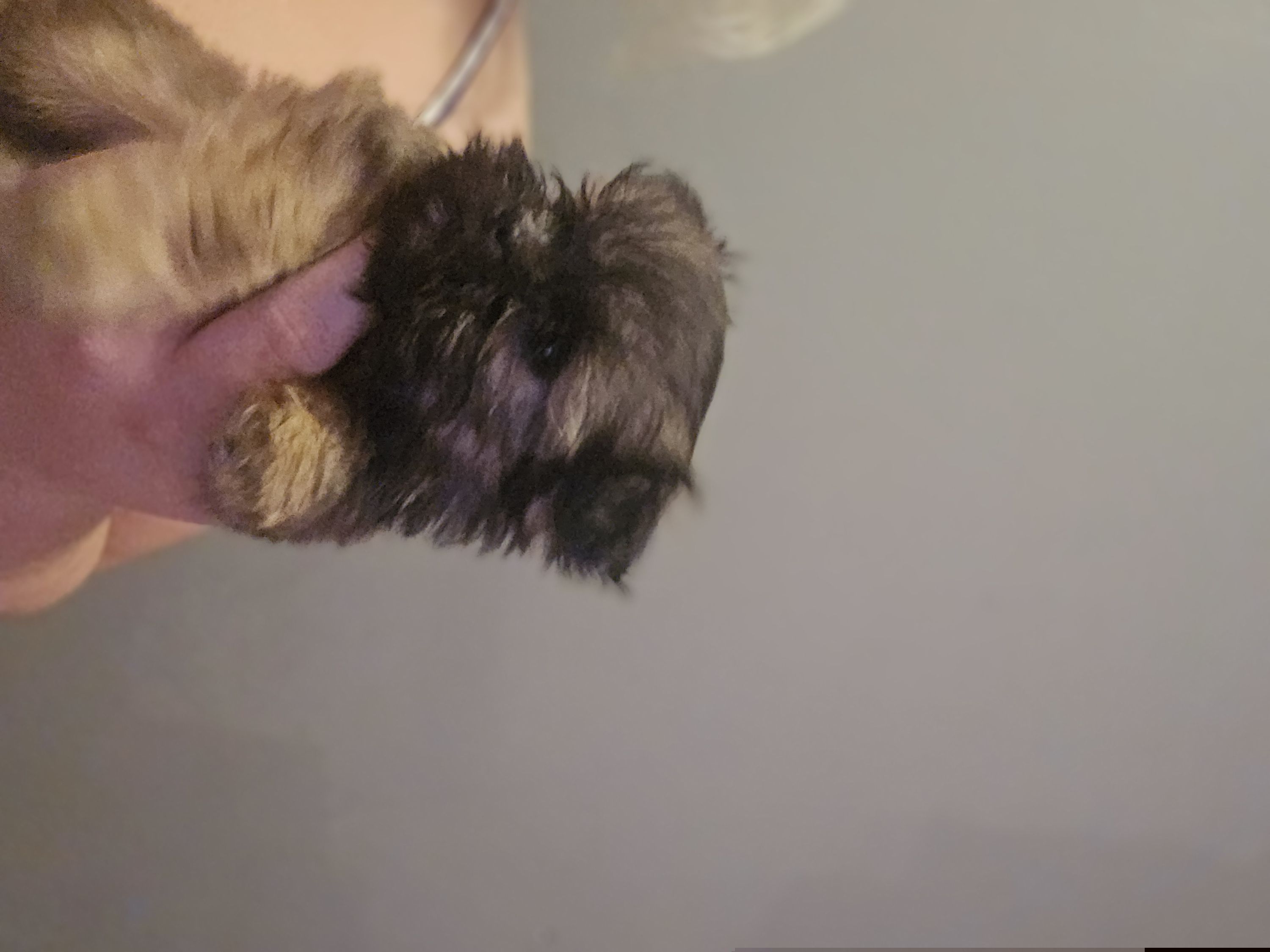 Female 1 - Brown female Mal-Shi puppy in Pleasant Hill, Iowa from Courtney Nicole's Mal Shihs
