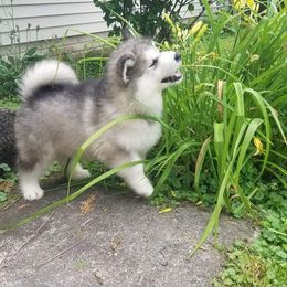 Alaskan Malamute Puppies from ArctiCircle Alaskan Malamutes