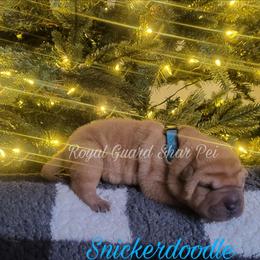 Snickerdoodle - Fawn male Chinese Shar-Pei puppy in Columbus, Indiana from Royal Guard Shar Pei
