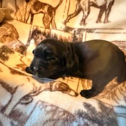 Boy 2 - Black male English Cocker Spaniel puppy in Potosi, Wisconsin from Point and Flush Gun Dogs