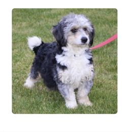 Georgia - Bernedoodle