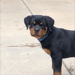 Rottweiler Puppies from Bronx Von Bridges Rottweilers