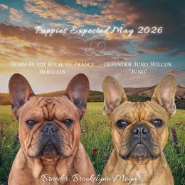 French Bulldog puppies from ZiaLine French Bulldogs