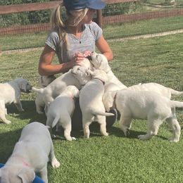 Labrador Retriever Puppies from Lucky Ranch Labradors