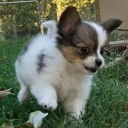 Napoleon (Nippers) - White and sable male Papillon puppy in Mountain Home, Arkansas from King's Papillons