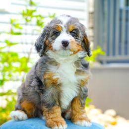 Reba - Blue merle female Bernedoodle puppy in Dundee, Ohio from Down Home Doodle