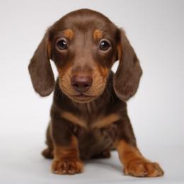 Bruno - Chocolate and tan male Dachshund puppy in Red Bud, Illinois from Midwest Miniature Dachshunds