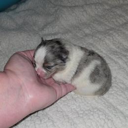 Victor - Blue merle male Pomeranian puppy in Angleton, Texas from Pomeranian Palace, LLC