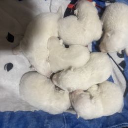 5 - White and biscuit female Samoyed puppy in Goldendale, Washington from Better’s Samoyeds