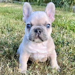 French Bulldog and Pembroke Welsh Corgi Puppies from Drea M Companion Puppies