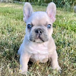 French Bulldog and Pembroke Welsh Corgi Puppies from Drea M Companion Puppies