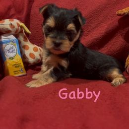 Gabby - Black & tan tri-color female Morkie puppy in Seneca, Missouri from M.Y. Morkies and Yorkies