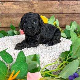 Lark - Black female Cavapoo puppy in Beresford, South Dakota from DAKOTA DOOD RANCH