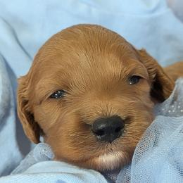 Buck - Red male Cavapoo puppy in East Earl, Pennsylvania from Puppy Adventures LLC