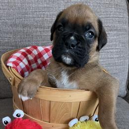 Gustav - Fawn male Boxer puppy in Plainwell, Michigan from Hope's Beautiful Boxers