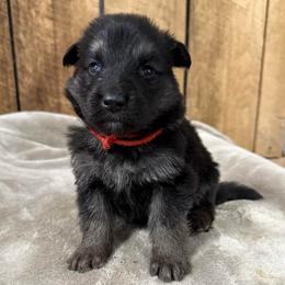 Red DL - Black and tan male German Shepherd puppy in Terra Alta, West Virginia from Shepherd Country Farm and Kennels