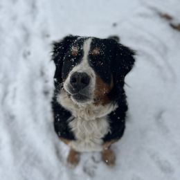 Sasha - Bernese Mountain Dog