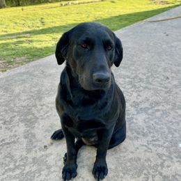 Molly - Labrador Retriever