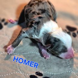 Homer - Blue merle male Toy Australian Shepherd puppy in Viking, Minnesota from Son Shine Farm