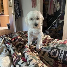 Danno - Maltese