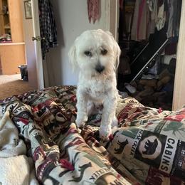 Danno - Maltese
