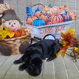 Aqua Collar Male - Black male German Shepherd puppy in Cadet, Missouri from Working Valley Shepherds