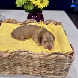 Yellow boy - Cream male Dachshund puppy in Fallon, Nevada from Silver State Dachshunds