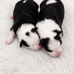 Aussiedoodle puppies from Kristy’s Kennels