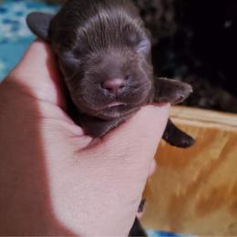 Cocker Spaniel Puppies from Top Notch Sporting Dogs