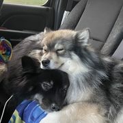 Finnish Lapphund All Grown Up from Forest Trail Finnish Lapphunds