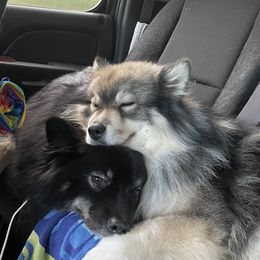 Finnish Lapphund All Grown Up from Forest Trail Finnish Lapphunds