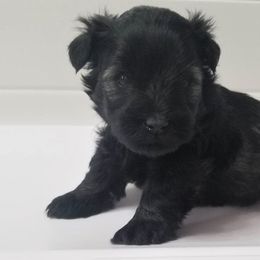 Boy 2 - Salt and pepper Miniature Schnauzer puppy in Kannapolis, North Carolina from Schnauzer Affinity