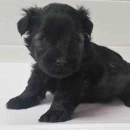 Boy 2 - Salt and pepper Miniature Schnauzer puppy in Kannapolis, North Carolina from Schnauzer Affinity