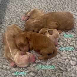 Jewell - Red  female Poodle puppy in Traverse City, Michigan from Riyem Wildflower Farms