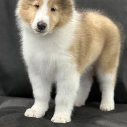 Biewer Terrier and Collie Puppies from Juan F Londono Esteban