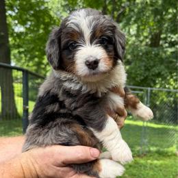 Ultra Sassafras - Blue merle male Bernedoodle puppy in Campbellsville, Kentucky from Blue Belle Hills Bernedoodles