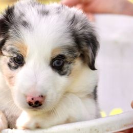 Border Collie Puppies from Bridges Border Collies
