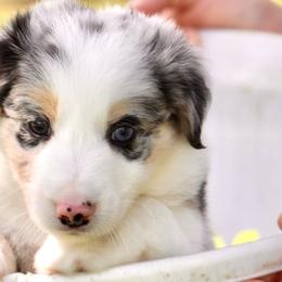 Border Collie Puppies from Bridges Border Collies