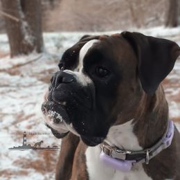 Mayhem - Boxer