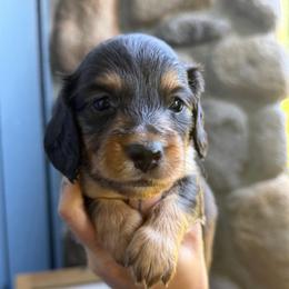 Blue Collar Longhair - Black and tan male Dachshund puppy in Cottonwood, California from Circle C Farm
