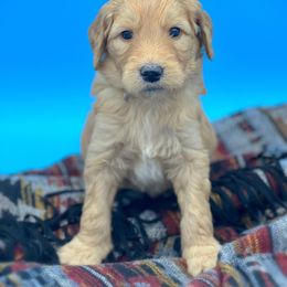 Newt - Goldendoodle puppy in Lancaster, Minnesota from North Star Dog Training