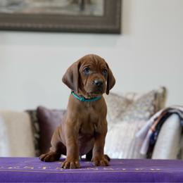 Blue Boy - Red male Redbone Coonhound puppy in Shreveport, Louisiana from BAFERD Kennels