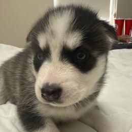 Boy 2 - Black and white male Siberian Husky puppy in New York, New York from Riri’s Huskies