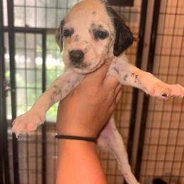 Green collar boy - White and black male Dalmatian puppy in Toledo, Ohio from Exquisite Dalmatians & Standard Poodles