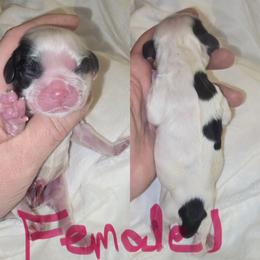 Girl 1 - Black and white female Cocker Spaniel puppy in Greensboro, North Carolina from Cochran Spaniels
